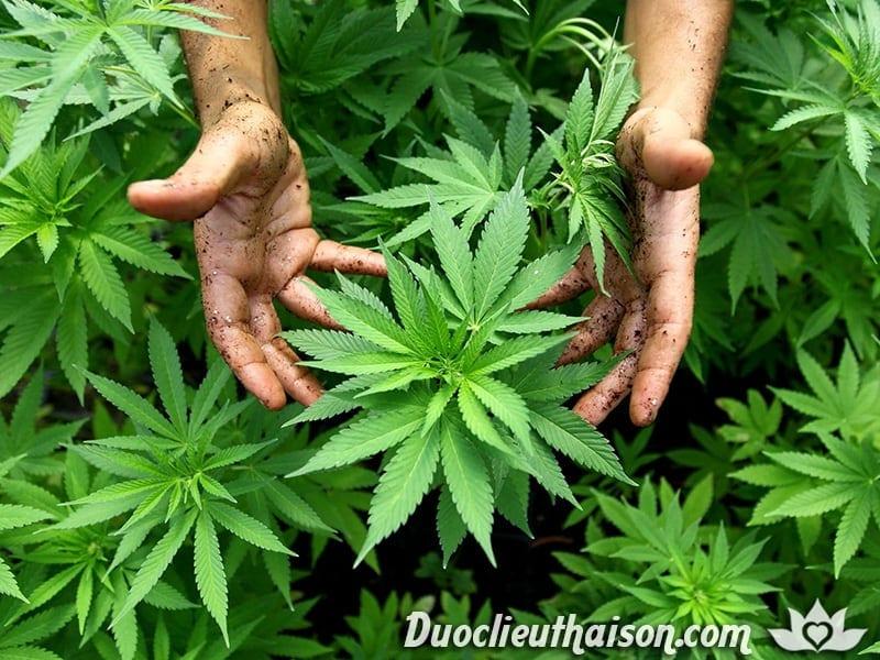 Hình ảnh cây cần sa (Cannabis)