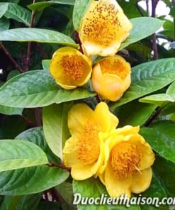 Hình ảnh cây trà hoa vàng đơm bông