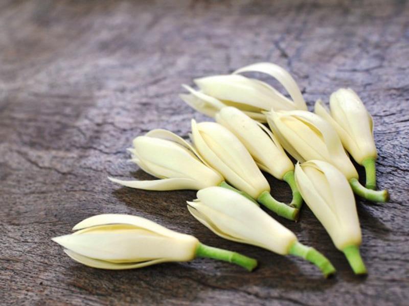 Hoa ngọc lan: Bất ngờ với 8 bài thuốc THẦN KỲ của ngọc lan