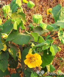 Hình ảnh cây thuốc cối xay, cây có hoa đơn màu vàng nhạt