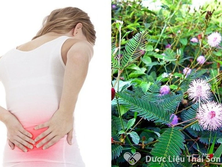 Cây xấu hổ có nhiều hoạt chất quý giúp điều trị đau lưng, nhức xương